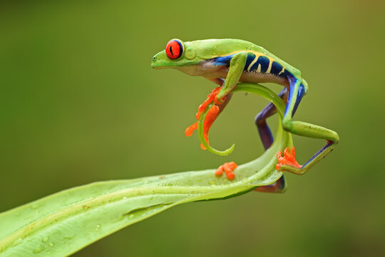 Close-up side view of a Red-eyed tree frog (Agalychnis callidryas) standing on the end of a wet leaf, Batam, Riau Islands, Indonesia