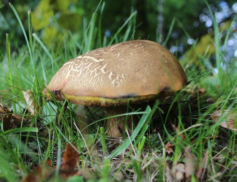 Mature Brown Bolete Mushroom Growing in Wild Grass.

