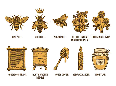 Bee Colony Elements Honey Bee Queen Worker Hive Honeycomb Flowers Jar