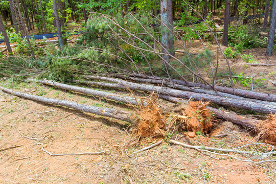 Workers cut several trees left them on ground in forested area scene aftermath tornado storm of tree removal.