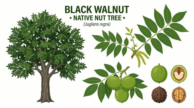 Very beautiful realistic vector set of Black Walnut (Juglans nigra) featuring the mature tree, compound leaves, subtle flowers, and green walnut fruits, BLACK WALNUT &bull; NATIVE NUT TREE, isolated on whi