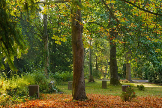Viele sch&ouml;ne B&auml;ume auf dem Waldfriedhof im fast herbstlichen Farben, leuchtend frohmachend 