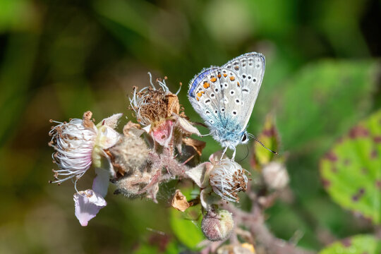 Polyommatus icarus, small blue butterfly sitting on a flower