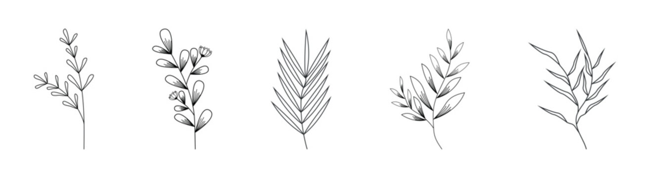 Collection of delicate hand-drawn botanical illustrations with a minimalist aesthetic