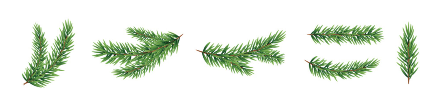 Collection of realistic green pine tree branches on a white background