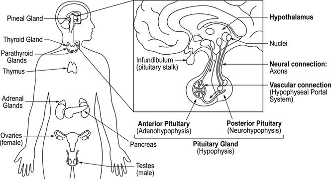 Human endocrine system diagram with hypothalamus and pituitary gland connection illustration
