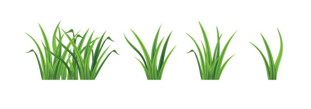 Collection of lush green grass clumps on a clean white background
