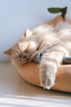 Golden Persian cat sleeping peacefully in a cozy pet bed at home, soft sunlight streaming through