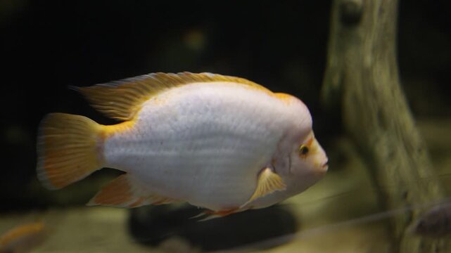 Midas cichlid fish swimming in aquarium tank illustrating freshwater fish and pet keeping