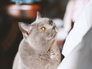 Gray British Shorthair cat with striking amber eyes gazing upward indoors, soft natural lighting, © chuangxin