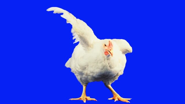 White Leghorn Chicken Flapping Wings on Blue Screen Background. Luma Matte Included.