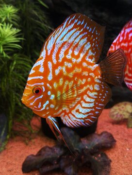 Beautiful discus fish in an aquarium