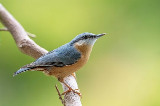 Nuthatch (Sitta europaea) on a branch