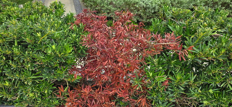 Podocarpus macrophyllus is planted as a hedge. Some have brown, dry, brittle leaves due to exposure to chemicals, strong sunlight, or lack of water. Jati Laut, Podo Laut, Setara have long, slender,
