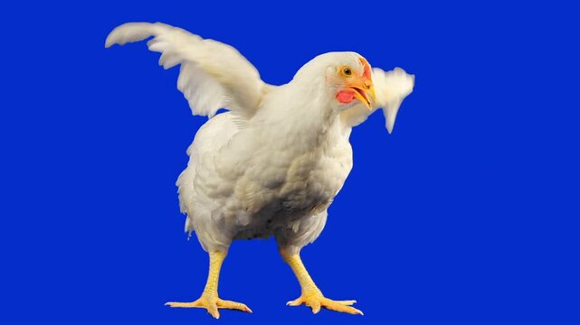 White Leghorn Chicken Flapping Wings on Blue Screen Background. Luma Matte Included.