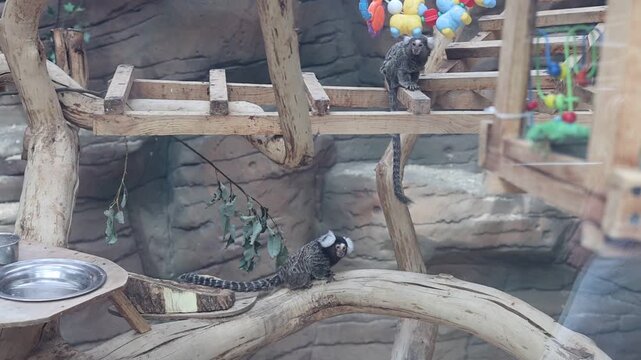 Squirrel monkey running and jumping on wooden branches in zoo enclosure illustrating wildlife and animal behavior
