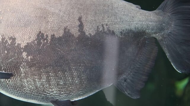 Close-up of a black pacu swimming in a freshwater tank, detailed fish scales and underwater movement for aquaristics and ichthyology concepts
