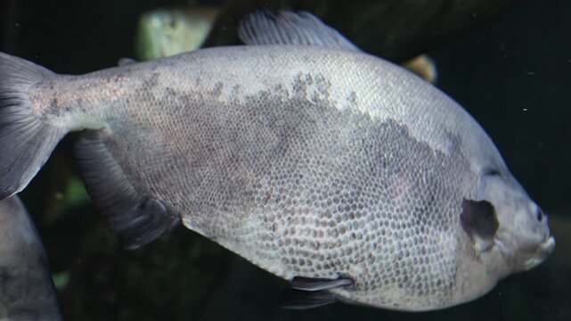 Large black pacu fish swimming in an aquarium, close-up underwater footage highlighting textured scales and Amazonian freshwater wildlife