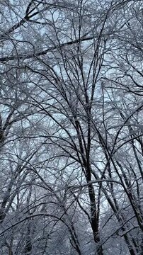 Low Angle Tracking Shot Forward Through Snowy Winter Forest