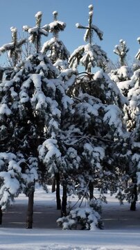 Static Shot Of Heavy Snow On Pine Trees In Winter Park