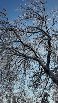 Frozen Pine Tree Branch Covered In Snow And Icicles In Winter Park