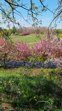 Blooming Pink Cherry Trees Along The Pathway In Spring Park
