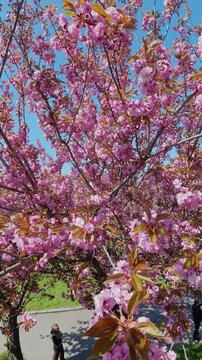 Beautiful Pink Sakura Flowers Blooming On Tree Under Blue Sky