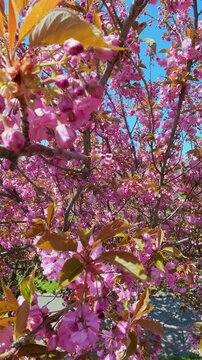 Beautiful Pink Sakura Flowers Blooming On Tree Branches Under Blue Sky
