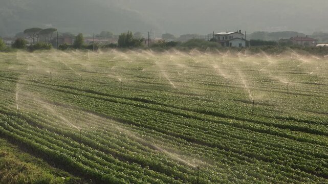 Italian basil field irrigated by sprinklers in early morning sunlight, with misty mountains in the background, agricultural landscape of Liguria, Italy, agriculture concept.