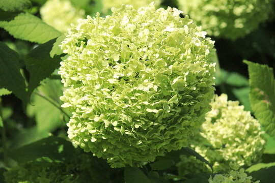 Hydrangea