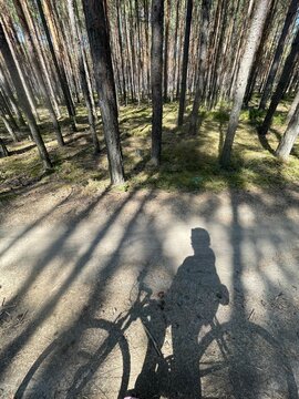 a serene scene of a person casting a shadow on a pine forest path, surrounded by cones and dirt, captured from above with a peaceful mood and natural colors, ideal.