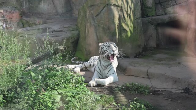 White tiger yawning and standing up in a zoo enclosure, wildlife footage showcasing rare big cat behavior and black stripes