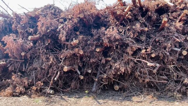 wide frontal view of large stacked pine log pile with numerous sawed log ends, tangled branches, and uprooted root masses staged at forest edge, bright daylight