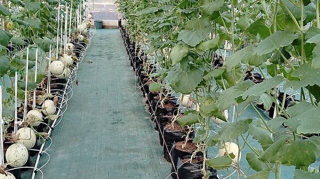 Modern greenhouse melon farming using vertical trellising and drip irrigation systems in black polybags for sustainable agriculture and smart farming concepts.