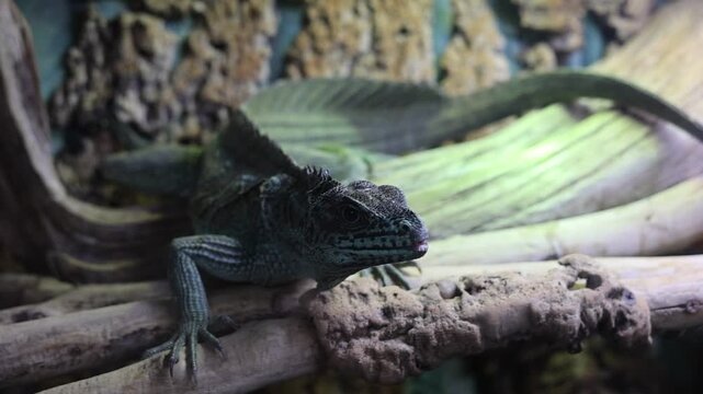 Exotic plumed basilisk peering from a branch, macro reptile portrait emphasizing scales and vivid details for zoology and pet care concepts