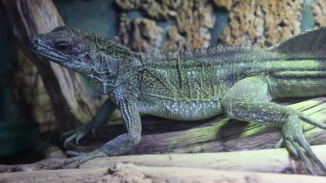Hydrosaurus sailfin lizard resting on wood log in terrarium habitat wildlife video