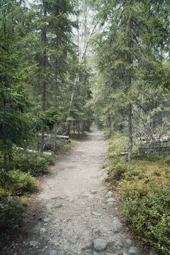 Idyllic Hiking Path Through Dense Scandinavian Coniferous Forest