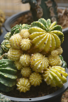 Cactus cultivation: a green cactus with spines and small tubercles in an outdoor garden.