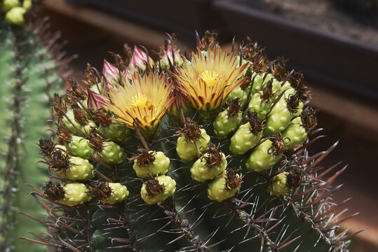 *Pachycereus pecten-aboriginum* is a Mexican cactus species known as "old man's comb" or "Indian comb." It is characterized by a tall, columnar stem featuring vertically arranged ribs and spines. 