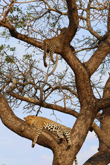Two Leopards in Tree Against Blue Sky Timbavati South Africa © A_Vigilante