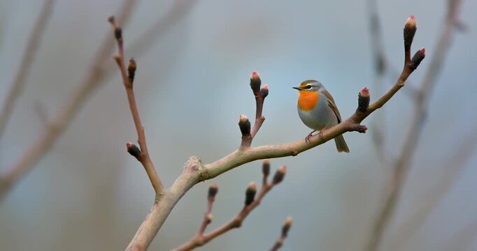 European robin perched on budding tree branch with soft blue background for spring season greeting cards and nature decor