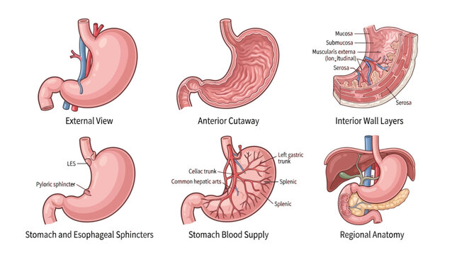 Anatomy of the Human Stomach: Educational Infographic Showing External View, Interior Wall Layers, Blood Supply, and Regional Organ Location