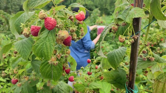 Woman  picking raspberry in the garden on organic raspberry farming, female farmer harvesting berry, sustainable agriculture, berry picking, garden harvest, organic gardening, fresh raspberry harvest,