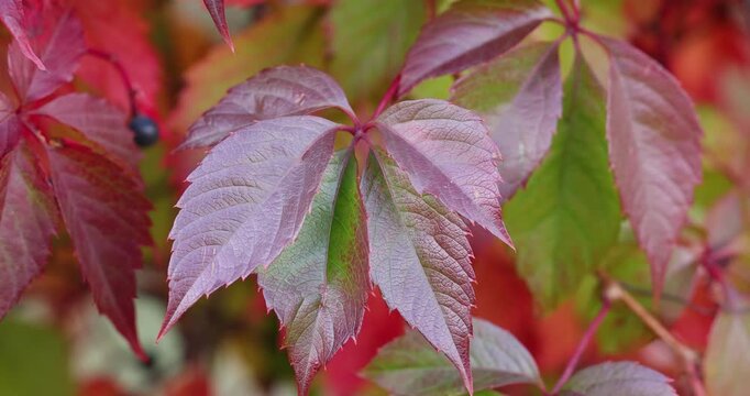 Autumn virginia creeper red leaves swaying in the wind