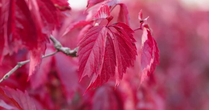 Virginia creeper red leaves swaying in the wind