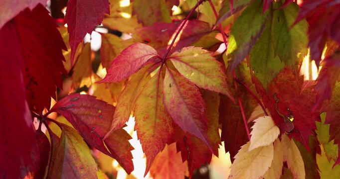 Colorful autumn virginia creeper leaves swaying