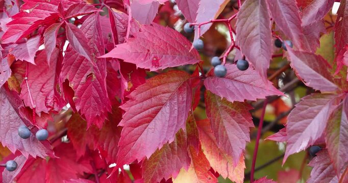 Red virginia creeper leaves and berries in autumn