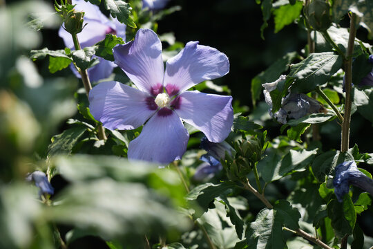 Fleurs 