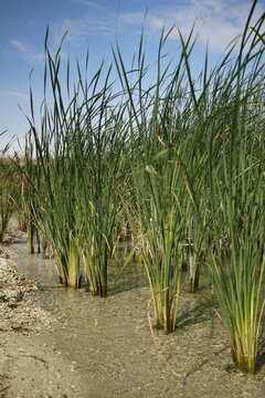 Green Reeds Growing in Shallow Water at Lake Sevan, Armenia
