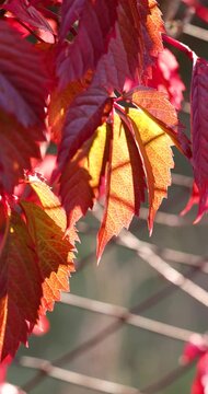 Beautiful autumn red leaves backlit by sunlight